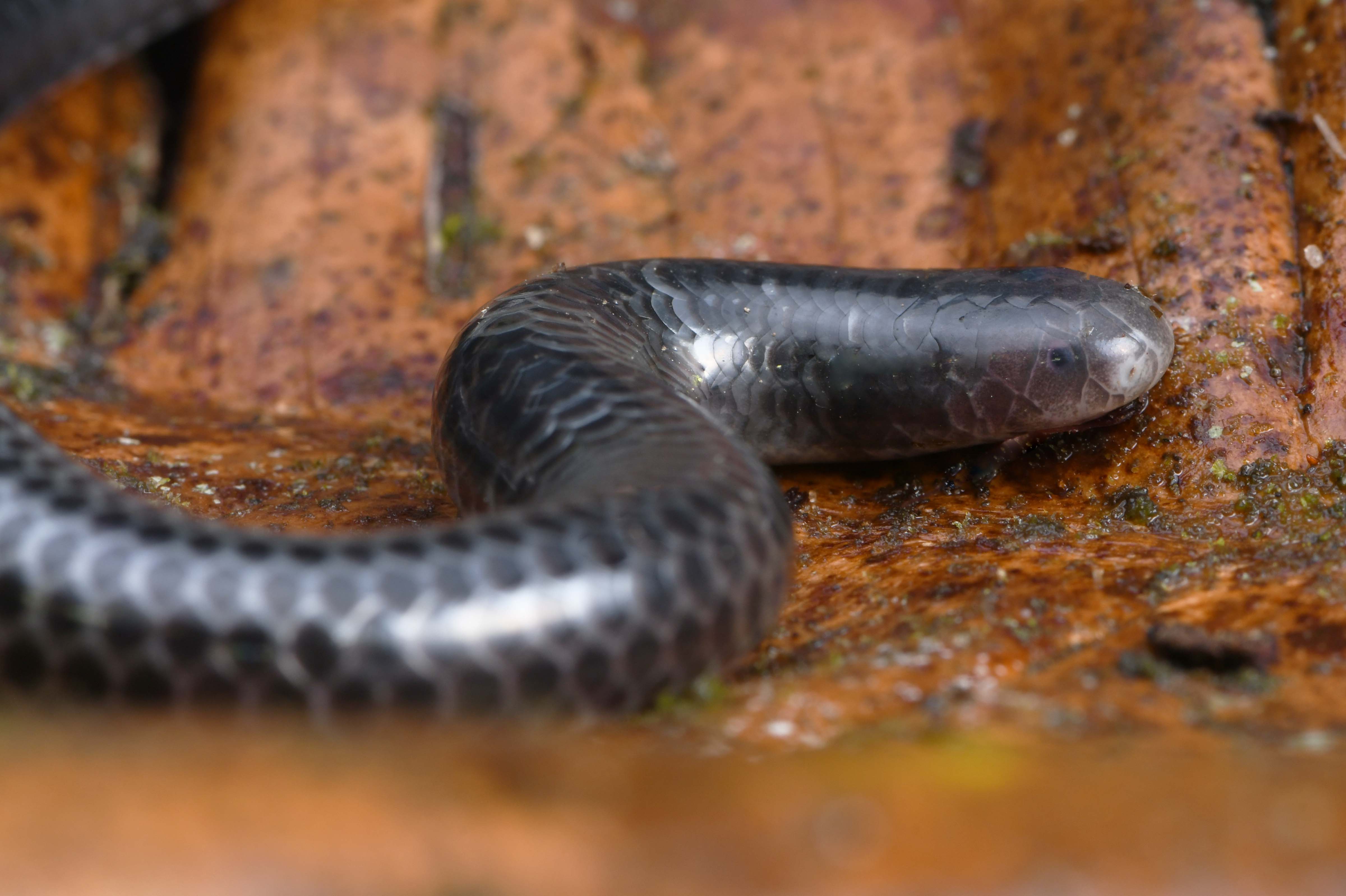 Serpiente ciega low .jpg